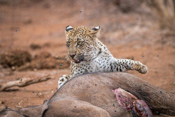 Leopard at a baby Elephant carcass.