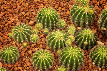 Obraz premium cactus nature green background