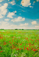 Field of bright red corn poppy flowers in summer