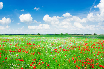 Field of bright red corn poppy flowers in summer