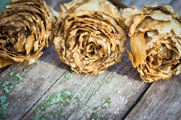 Faded roses on an old painted wooden background