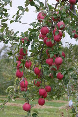 Fresh red apples on a tree in an orchard