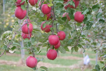 Fresh red apples on a tree in an orchard