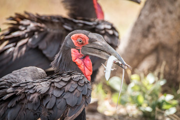 Southern ground hornbill with a Lizard kill.