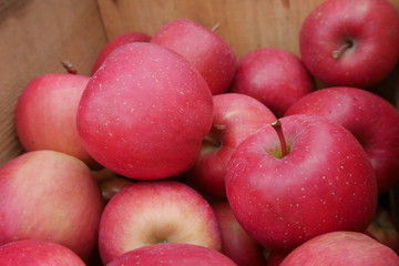 Fototapeta na wymiar Fresh red apples in boxes in an orchard