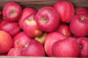 Fresh red apples in boxes in an orchard