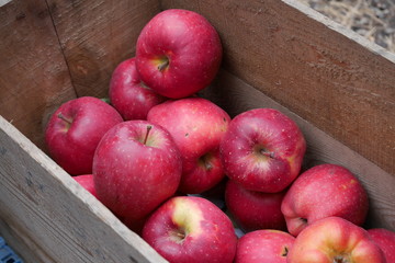 Fresh red apples in boxes in an orchard
