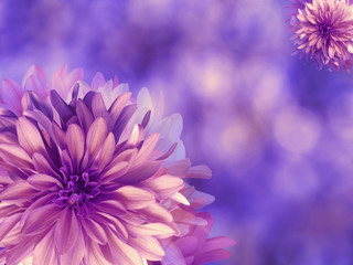 purple-pink autumn flowers,  on blue-violet blurred background .  Closeup.  Bright floral composition, card for the holiday.  collage of flowers. Nature.