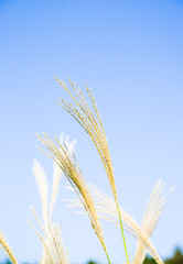 秋空になびくすすき