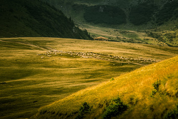 
Sheep grazing in Carpathian mountains