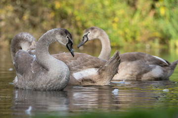 Mute Swan, Swans, Cygnus olor