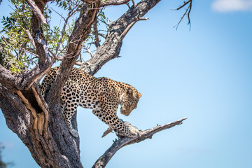 Fototapeta premium Leopard looking down from a tree.