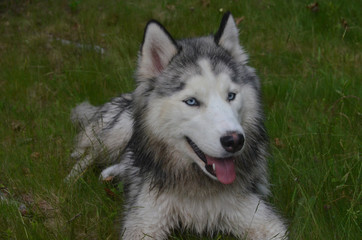 Gorgeous Blue Eyed Siberian Husky