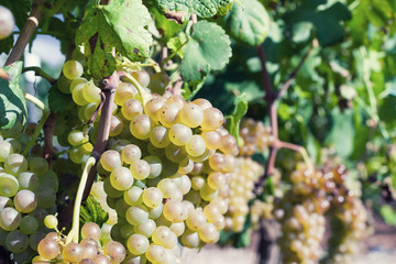 Vineyard harvest. Ripe grapes in fall