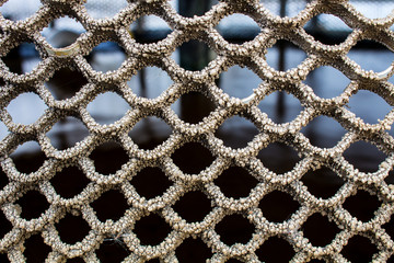 Picture concept and idea of The Trypophobia