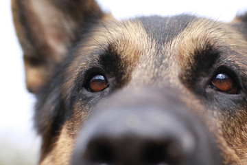 Brown attentive eyes of a dog