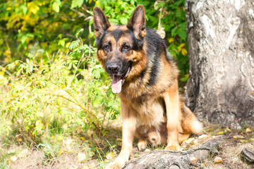 Dog german shepherd in the forest