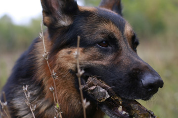 The muzzle and nose of the dog of breed a German shepherd