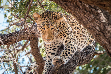 Leopard starring in a tree.