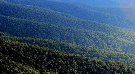 Fototapeta premium Waves of Forest