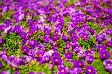 Obraz premium Purple Flowers Field
