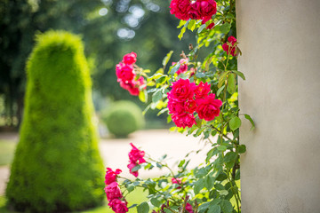 Obraz premium Roses in Sanssouci Garden