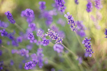 Beautiful Lavander Field in June