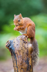 Red Squirrel perched in woodland, Northumberland, England