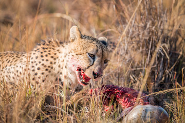 A Cheetah on a Reedbuck kill.