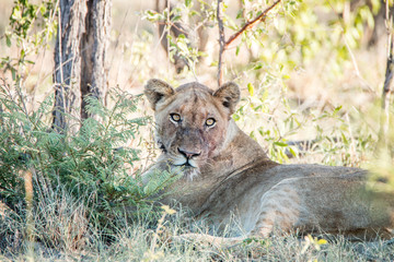Lioness laying in the grass.