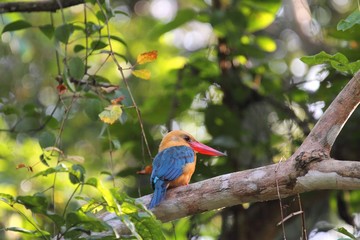 Stork-billed Kingfisher (Pelargopsis capensis) in Borneo, Malaysia
