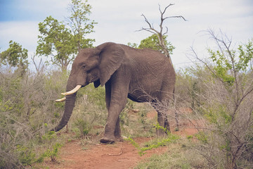 Obraz na płótnie Canvas Elephant