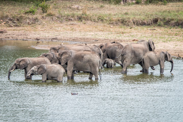 Fototapeta na wymiar Herd of Elephants drinking in a dam.