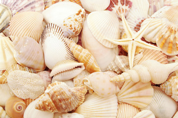 Starfish and a lots of amazing sea shells piled together
