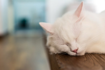 Turkish Angora Cat