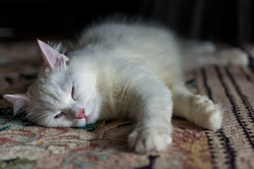 Turkish Angora Cat