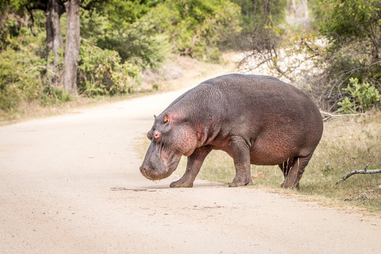 Hippo crossing the road.