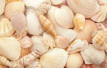 Seashell background, lots of different seashells piled together