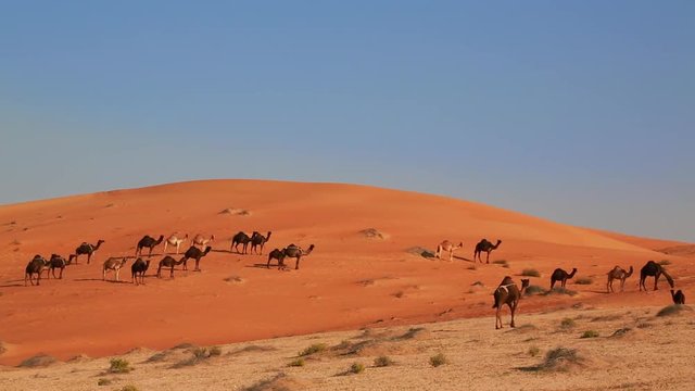 Camels in desert