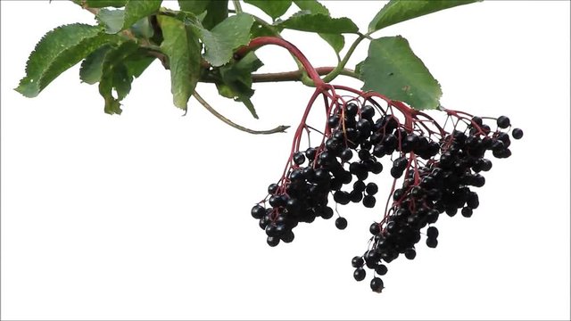 black elderberry hanging on tree
