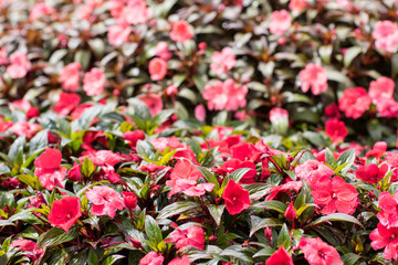 New Guinea Impatiens pink