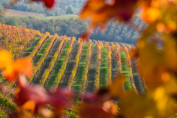Panoramic view of vineyards in Piedmont