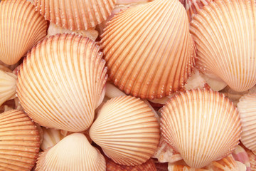 Seashell background