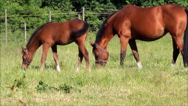 Horses, mare and foal grazing on meadow
