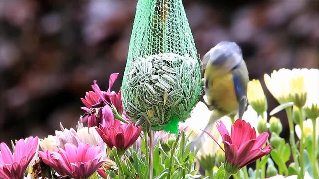 feeding wild birds with sunflower seeds
