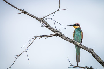 European bee-eater standing on a branch.
