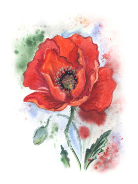 Red poppy. Drawing watercolor.