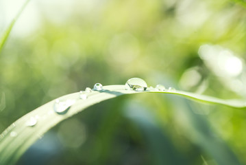 Raindrops on the green grass