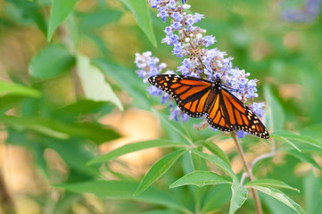 Beautiful monarch butterfly