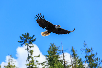 Bald eagle, Alaska.